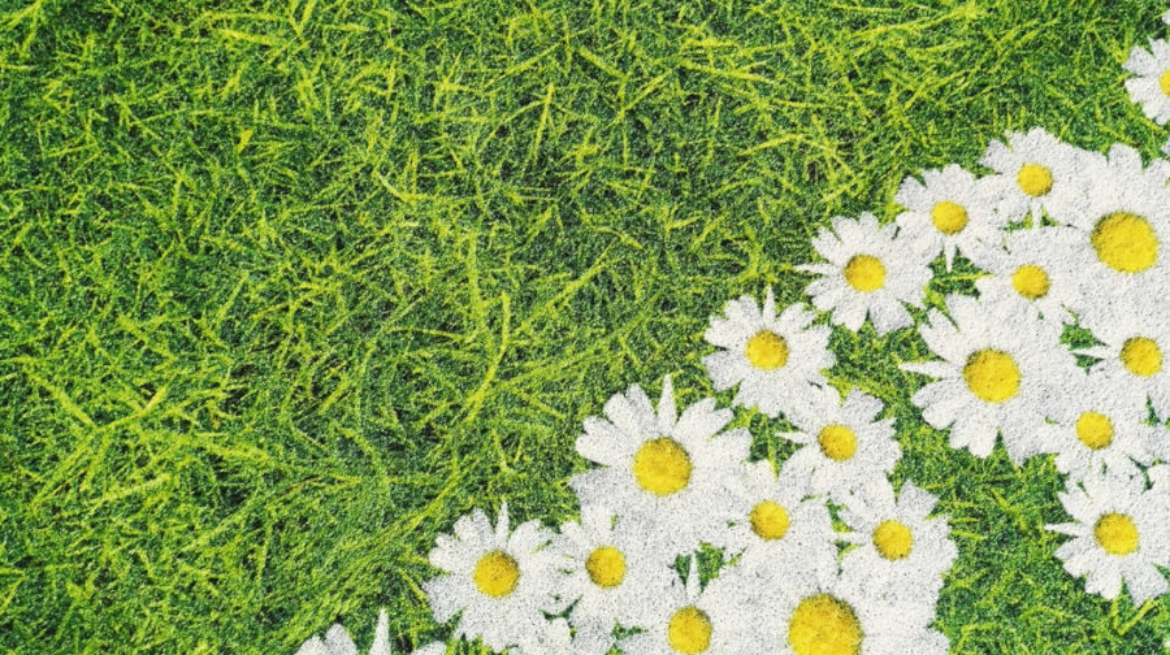 Marguerites et Herbe bd